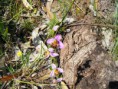 /album/galeria-de-fotos-retrato-ambiental-de-loures/ophrys-thendrenifera-ribas-jpg/